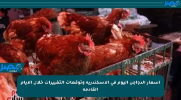 أسعار الدواجن اليوم في الإسكندرية وتوقعات التغييرات خلال الأيام القادمة